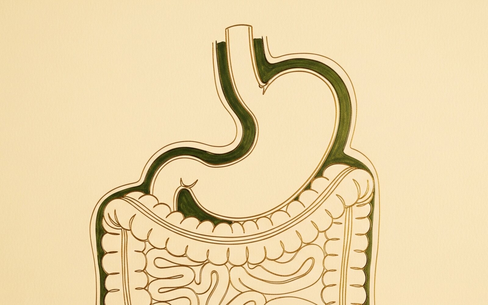 Upper GI anatomy